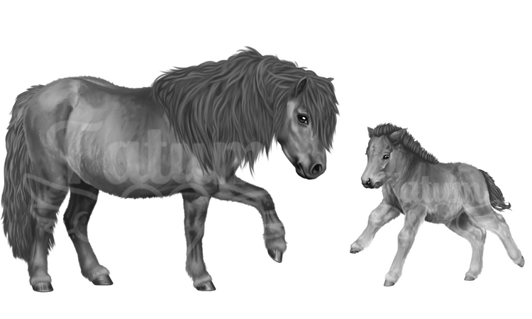 NOT AVAILABLE FOR RECOLORS